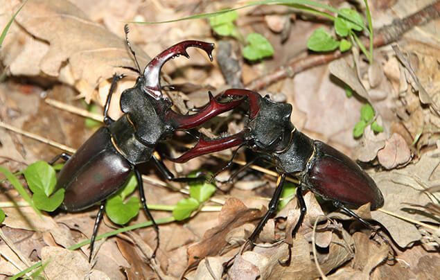 Stag Beetle- Picture National Geography 