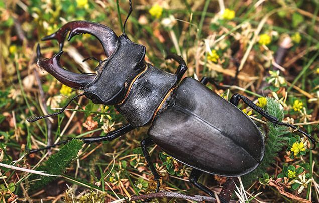 Stag Beetle- Picture National Geography 